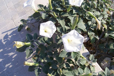 Angel's-trumpet, Datura inoxia Angel's-trumpet, Datura inoxia
