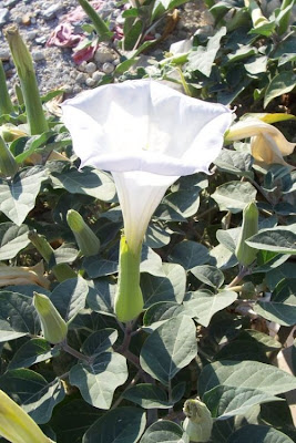 Angel's-trumpet, Datura inoxia Angel's-trumpet, Datura inoxia
