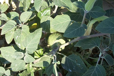Sacred datura Sacred datura