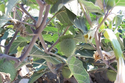 Angel's-trumpet, Datura inoxia Angel's-trumpet, Datura inoxia