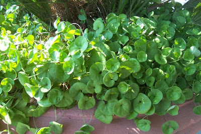 Dichondra,
dichondra,
ponysfoot Dichondra,
dichondra,
ponysfoot