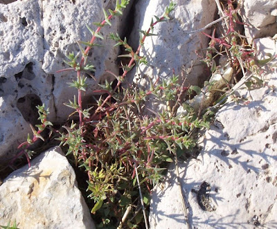 Salsola soda L.
