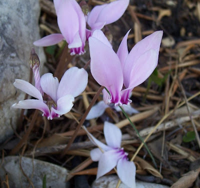 Neaopolitanisches Alpenveilchen