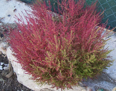 Bassia scoparia,
Besenkraut,
burningbush,
Granata comune,
hokigi,
kochia,
Mexican firebrush,
Mexican fireweed,
mirabel,
mirabela,
mock cypress,
Summer Cypress,
summer-cypress