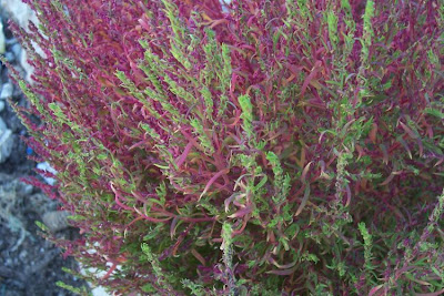 Bassia scoparia,
Besenkraut,
burningbush,
Granata comune,
hokigi,
kochia,
Mexican firebrush,
Mexican fireweed,
mirabel,
mirabela,
mock cypress,
Summer Cypress,
summer-cypress