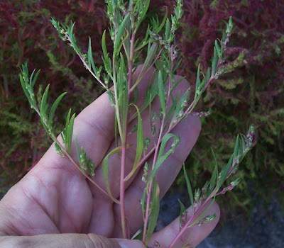 Bassia scoparia,
Besenkraut,
burningbush,
Granata comune,
hokigi,
kochia,
Mexican firebrush,
Mexican fireweed,
mirabel,
mirabela,
mock cypress,
Summer Cypress,
summer-cypress