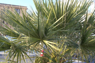 Washingtonia filifera,
California fan palm,
California washingtonia,
cotton palm,
desert fan palm,
palmier &eacute;vantail de Californie,
petticoat palm,
Washington palm,
Washingtonia de Castilla
