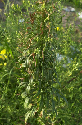 Butterweed Butterweed