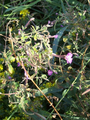 Hierba de san antonio