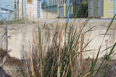 Cattail (common) Cattail (common)