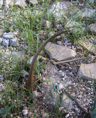 Biarum tenuifolium (L.) Schott