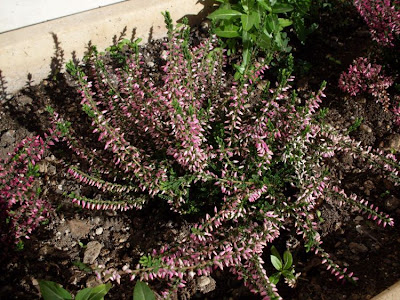 Calluna vulgaris,
biercol,
Brentoli,
Brughiera,
Brugo,
Grecchia,
heather,
ling,
red-heath,
Scotch heather,
Scots heather,
Sorcelli Calluna vulgaris,
biercol,
Brentoli,
Brughiera,
Brugo,
Grecchia,
heather,
ling,
red-heath,
Scotch heather,
Scots heather,
Sorcelli