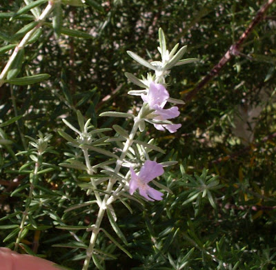 Westringia fruticosa,
Coastal Rosemary
