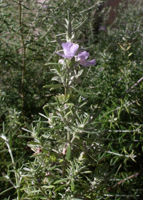 Westringia fruticosa,
Coastal Rosemary