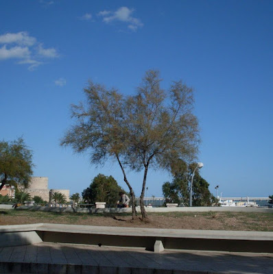 Tamarisk