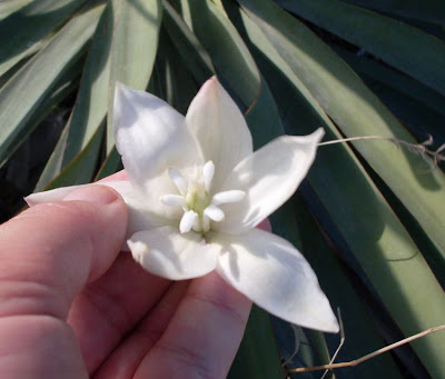 Yucca gloriosa,
Giucca,
Jucca,
moundlily yucca,
Spanish Dagger