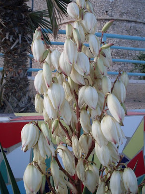 Yucca gloriosa,
Giucca,
Jucca,
moundlily yucca,
Spanish Dagger
