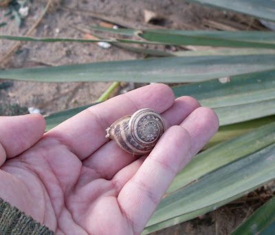 Chocolate-band snail Chocolate-band snail