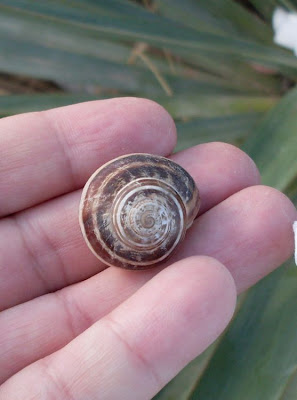 Chocolate-band snail Chocolate-band snail