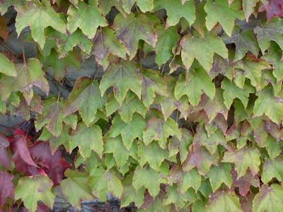 Japanese-ivy