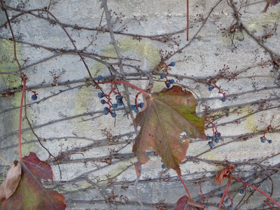 Japanese-ivy