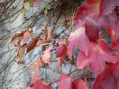 Japanese-ivy