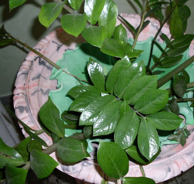 Zamioculcas zamiifolia
