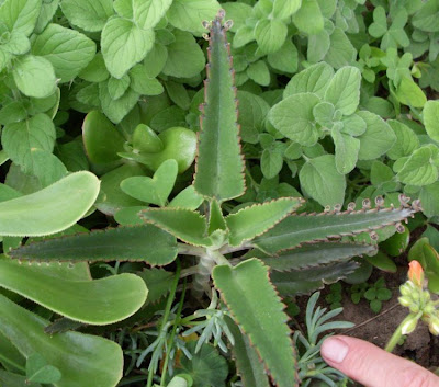 Kalanchoe daigremontiana,
Brutblatt,
devil's backbone,
devil's-backbone,
mother-of-millions