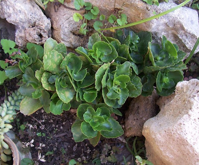 Kalanchoe blossfeldiana,
Madagascar widow's-thrill