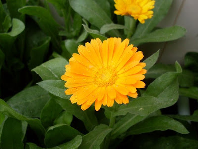 Calendula officinalis,
calendula,
Fiorrancio coltivato,
marigold,
pot marigold,
pot-marigold,
ruddles,
Scotch Marigold,
Scotch-marigold,
Scottish-marigold Calendula officinalis,
calendula,
Fiorrancio coltivato,
marigold,
pot marigold,
pot-marigold,
ruddles,
Scotch Marigold,
Scotch-marigold,
Scottish-marigold