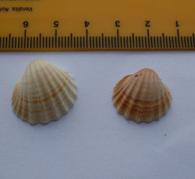 Acanthocardia paucicostata