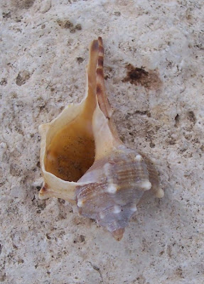 Bolinus brandaris Bolinus brandaris