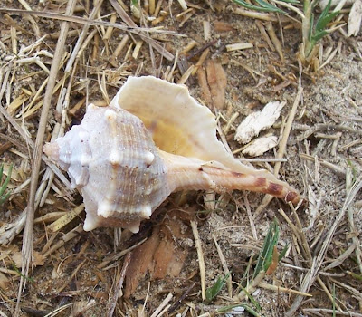 Bolinus brandaris Bolinus brandaris