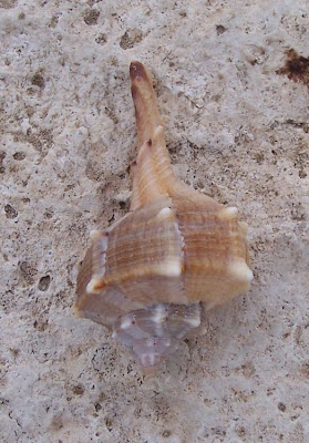 Bolinus brandaris Bolinus brandaris