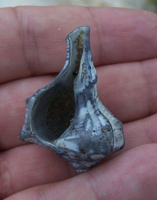 Bolinus brandaris Bolinus brandaris