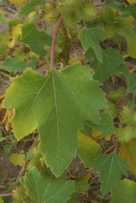 Xanthium strumarium,
Bardana minuta,
bardana-menor,
cadillo com&uacute;n,
California-bur,
Canada cockleburr,
carrapicho-de-carneiro,
carrapicho-grande,
cocklebur,
cockleburr,
common cocklebur,
Gew&ouml;hnliche Spitzklette,
kankerroos