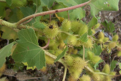 Xanthium strumarium,
Bardana minuta,
bardana-menor,
cadillo com&uacute;n,
California-bur,
Canada cockleburr,
carrapicho-de-carneiro,
carrapicho-grande,
cocklebur,
cockleburr,
common cocklebur,
Gew&ouml;hnliche Spitzklette,
kankerroos