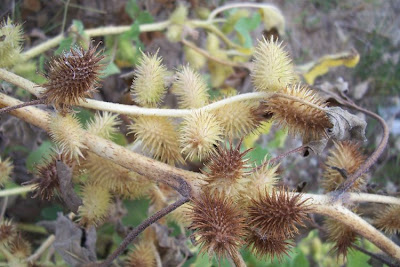 Xanthium strumarium,
Bardana minuta,
bardana-menor,
cadillo com&uacute;n,
California-bur,
Canada cockleburr,
carrapicho-de-carneiro,
carrapicho-grande,
cocklebur,
cockleburr,
common cocklebur,
Gew&ouml;hnliche Spitzklette,
kankerroos