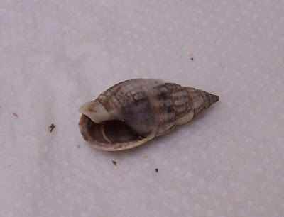 Nassarius nitidus