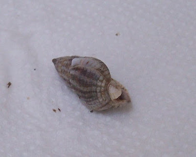 Nassarius nitidus