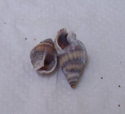 Nassarius nitidus