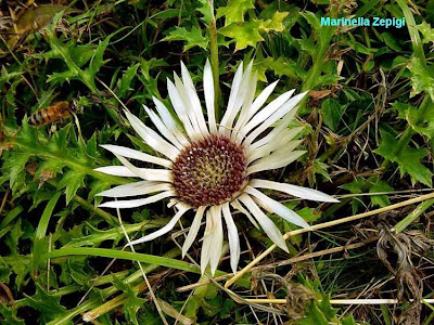 Carlina bianca Carlina bianca