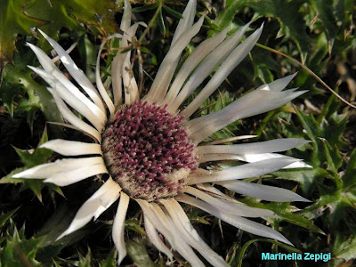 Carlina bianca Carlina bianca