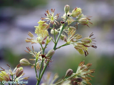 Thalictrum minus L.