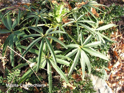 Helleborus foetidus L.