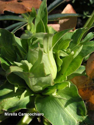 Helleborus foetidus L.