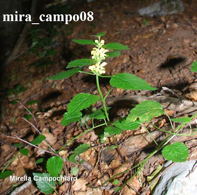 Lamiastrum galeobdolon (L.) Ehrend. et Polatschek