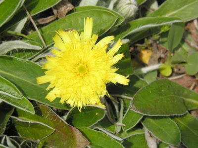 Mouse-ear hawkweed Mouse-ear hawkweed