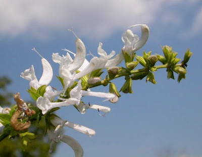 Salvia pratensis L.