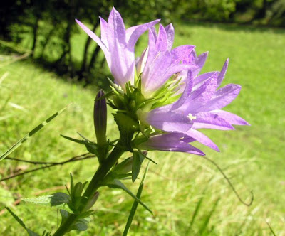 Campanula agglomerata Campanula agglomerata